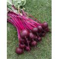 Beetroot Crimson Globe - Beta Vulgaris - Vegetable - 100 Seeds