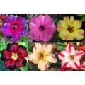 Adenium Obesum Desert Rose - Mixed Colours - Seeds - 10 Seeds