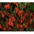 Naga Morich - Chilli Pepper - Capsicum Chinense - Extremely Hot - 5 Seeds