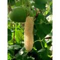 Luffa - Egyptian Loofah - Luffa Cylindrica - Sponge Plant - 5 Seeds