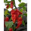 Bih Jolokia - Chilli Pepper - Capsicum Chinense - Hot & Rare - 5 Seeds