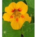 Golden Jewel Nasturtium - Tropaeolum Majus - Edible Annual Flower - 10 Seeds
