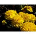Marigold Lemon Drop - Tagetes Patula - Annual Flower - 150 Seeds
