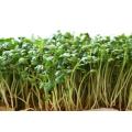 Garden / Pepper Cress - Lepidum Sativum - Herb Seeds - 250 Seeds