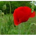 Flanders Red Poppy - Papaver Rhoeas - Annual Flower - 1000 Seeds