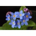 Forget Me Not Blue - Myosotis Sylvatica - Annual Flower - 200 Seeds