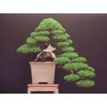 Italian Cypress - Pencil Pine - Cupressus sempervirens - Exotic Bonsai Tree - 5 Seeds