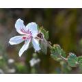 Pelargonium Betulinum White - Indigenous South African Shrub - 5 Seeds