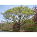 Acer Truncatum Mono / Acer Pictum - Painted Maple - Exotic Bonsai Maple Tree - 5 Seeds