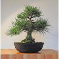 Japanese Black Pine - Pinus Thunbergii - Exotic Japanese Bonsai Tree - Seeds - 5 Seeds
