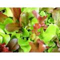 Lettuce Mesclun Mix - Mixed Salad Greens - Vegetable - 50 Seeds - ORGANIC