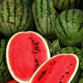 All Sweet Watermelon - Citrullus Lanatus - Fruit - 15 Seeds