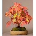 Red Swamp Maple - Acer rubrum - Exotic Bonsai Tree - 5 Seeds