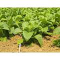KY17 Kentucky Burley Tobacco - Nicotiana Tabacum - 100 Seeds