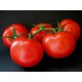 Ace 55 Tomato - Heirloom Vegetable - 50 Seeds