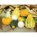 Mini Ornamental Gourds - Heirloom Vegetable - 10 Seeds