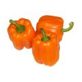 Orange Sun Sweet Bell Pepper - Heirloom Vegetable - 10 Seeds