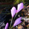 Gladiolus hirsutus dark throat - Indigenous South African Bulb - 10 Seeds
