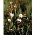Hesperantha acuta - Indigenous South African Bulb - 5 Seeds