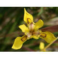 Moraea huttonii - Indigenous South African Bulb - 10 Seeds