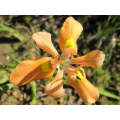 Moraea miniata (yellow) - Indigenous South African Bulb - 10 Seeds