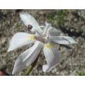 Moraea viscaria - Indigenous South African Bulb - 10 Seeds