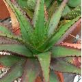 Aloe broomii - Indigenous South African Succulent - 10 Seeds