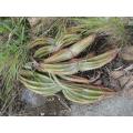 Aloe suprafoliata - Boekaalwyn - Indigenous South African Succulent - 10 Seeds