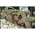 Aloinopsis rubrolineata - Indigenous South African Succulent - 10 Seeds