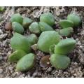 Anacampseros pisina - Indigenous South African Succulent - 10 Seeds
