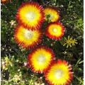 Drosanthemum bicolor - Indigenous South African Succulent - 10 Seeds