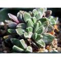 Faucaria boscheana - Indigenous South African Succulent - 10 Seeds