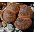 Lithops bromfieldii insularis  - Living Stones - Indigenous South African Succulent - 10 Seeds