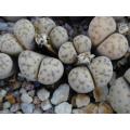 Lithops dinteri v fredericii - Living Stones - Indigenous South African Succulent - 10 Seeds