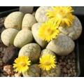 Lithops francisci - Living Stones - Indigenous South African Succulent - 10 Seeds