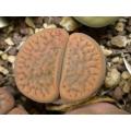 Lithops hookeri v hookeri - Living Stones - Indigenous South African Succulent - 10 Seeds