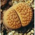 Lithops hookeri lutea - Living Stones - Indigenous South African Succulent - 10 Seeds