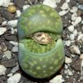 Lithops julii fullergreen - Living Stones - Indigenous South African Succulent - 10 Seeds