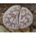 Lithops karasmontana eberlanzii - Living Stones - Indigenous South African Succulent - 10 Seeds