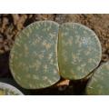 Lithops lesliei grey form - Living Stones - Indigenous South African Succulent - 10 Seeds