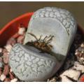 Lithops marmorata elisae C214 - Living Stones - Indigenous South African Succulent - 10 Seeds