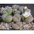 Lithops marmorata framesii - Living Stones - Indigenous South African Succulent - 10 Seeds