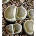 Lithops salicola  - Living Stones - Indigenous South African Succulent - 10 Seeds