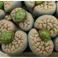 Lithops schwantesii - Living Stones - Indigenous South African Succulent - 10 Seeds