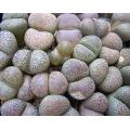 Lithops terricolor - Living Stones - Indigenous South African Succulent - 10 Seeds