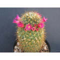 Mammillaria rekoi ssp aureispina - Exotic Succulent Cactus - 10 Seeds