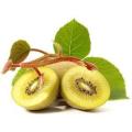 Actinidia Chinensis - Kiwi Fruit variety - Exotic Shrub - 10 Seeds
