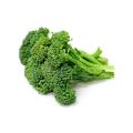 Green Sprouting Calabrese Broccoli - ORGANIC - Heirloom Vegetable - 200 Seeds