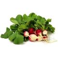 Sparkler Radish - ORGANIC - Heirloom Vegetable - 100 Seeds
