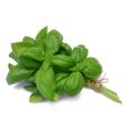 Italian Large Leaf Basil - ORGANIC - Herb - 200 Seeds